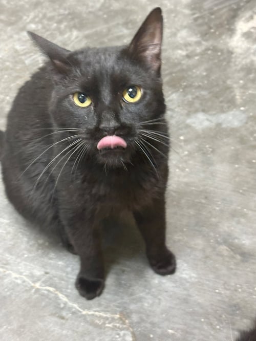 DIANA ROSS - Domestic Short Hair available for adoption