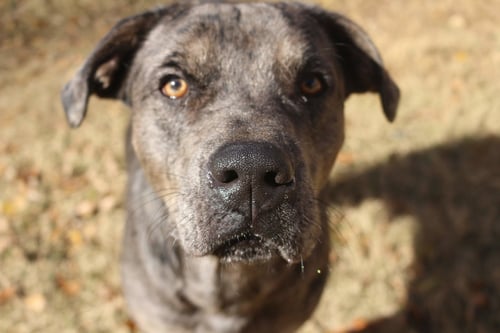 BUTTERBEAN - Catahoula Leopard Dog available for adoption