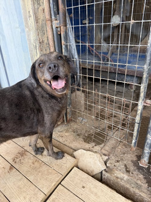 BUTTERBEAN - Catahoula Leopard Dog available for adoption