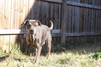 Butterbean - Photo 3