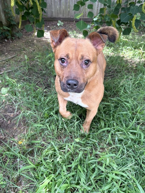 DOLLAR GENERAL - Staffordshire Bull Terrier / Corgi available for adoption