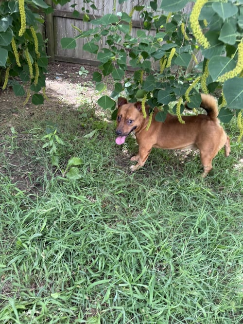 DOLLAR GENERAL - Staffordshire Bull Terrier / Corgi available for adoption
