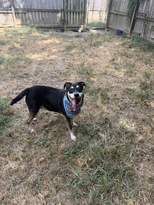 PRINCESS LEIA - Shepherd available for adoption