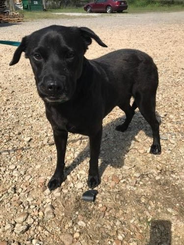 BASHFUL - Labrador Retriever available for adoption