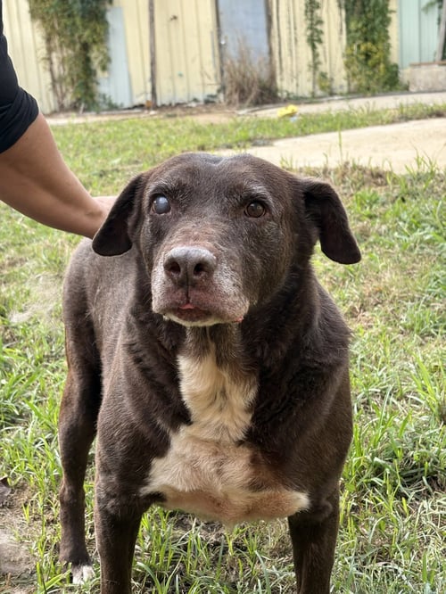 BACH - Labrador Retriever / Hound available for adoption