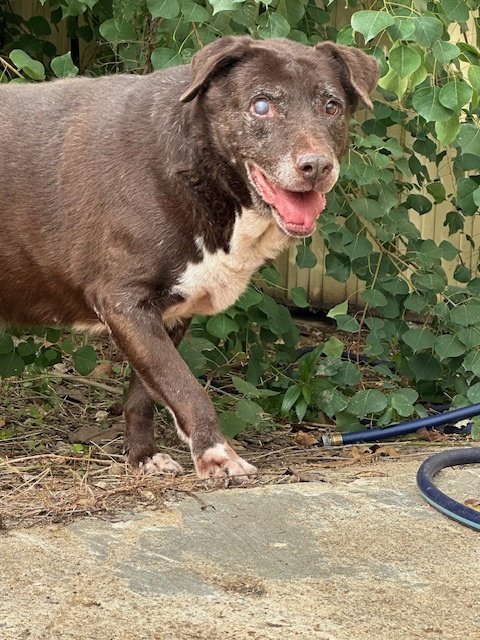 BACH - Labrador Retriever / Hound available for adoption