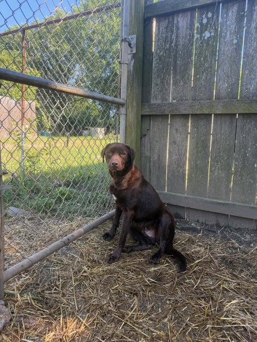 GABBANA - Labrador Retriever available for adoption