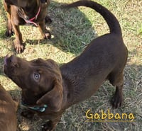 Gabbana - Photo 5