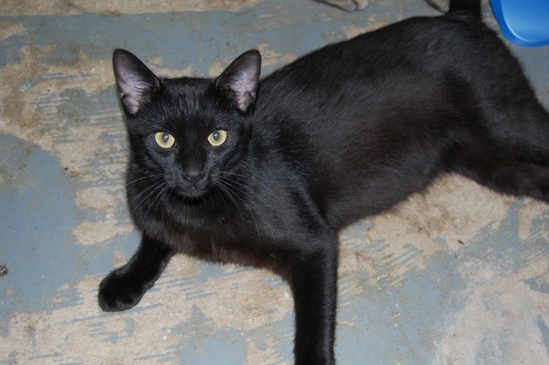 Otis Image