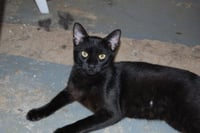 Otis - Photo 3