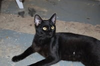 Otis - Photo 2