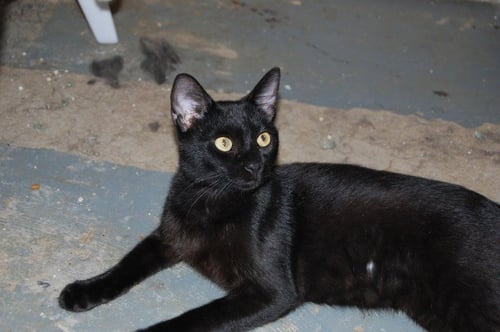 OTIS - American Shorthair available for adoption