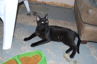 Otis - Photo 4