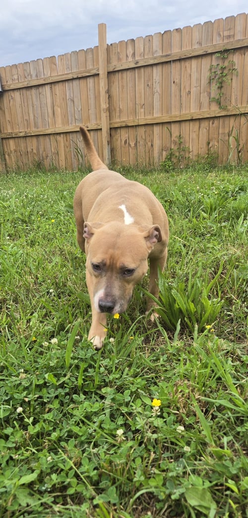 SADIE - Bulldog / Labrador Retriever available for adoption