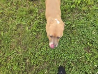 Sadie - Photo 5