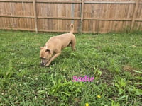 Sadie - Photo 2