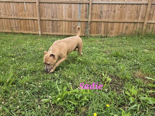 SADIE - Bulldog / Labrador Retriever available for adoption