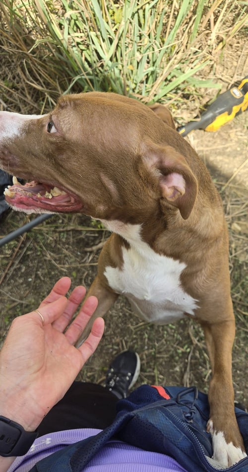 SUNSHINE - Hound available for adoption