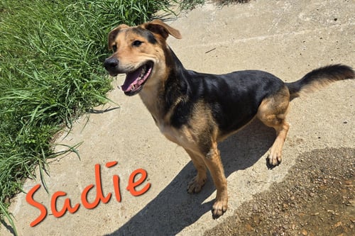 SADIE - Hound / Shepherd available for adoption