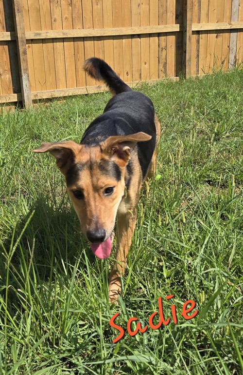 SADIE - Hound / Shepherd available for adoption