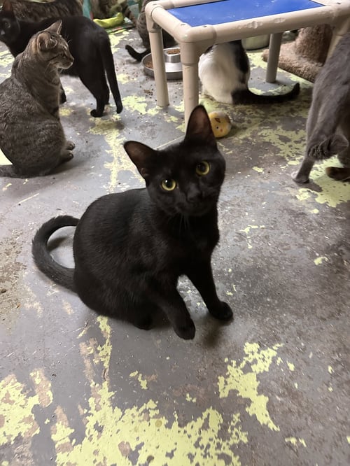 FERRARI - Domestic Short Hair available for adoption