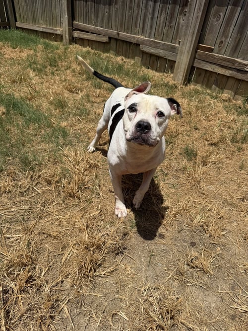 BERKLEY - American Bulldog available for adoption