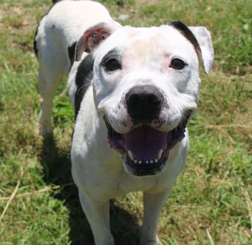 BERKLEY - American Bulldog available for adoption