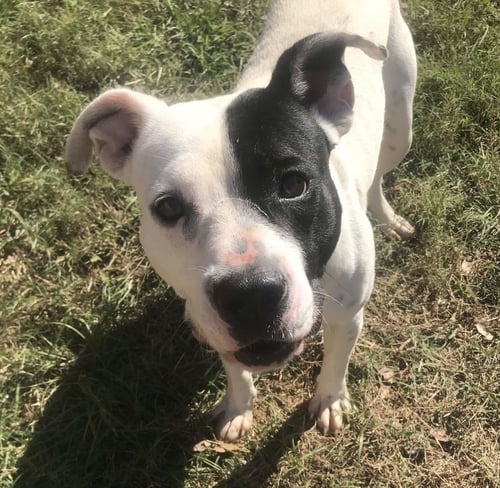 CANTON - American Pit Bull Terrier available for adoption