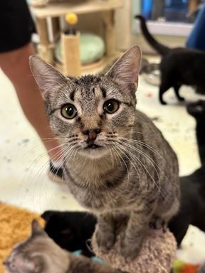 BOBBY MAGEE - Domestic Short Hair available for adoption