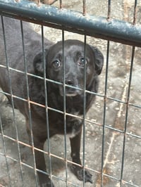 Bella - Photo 1