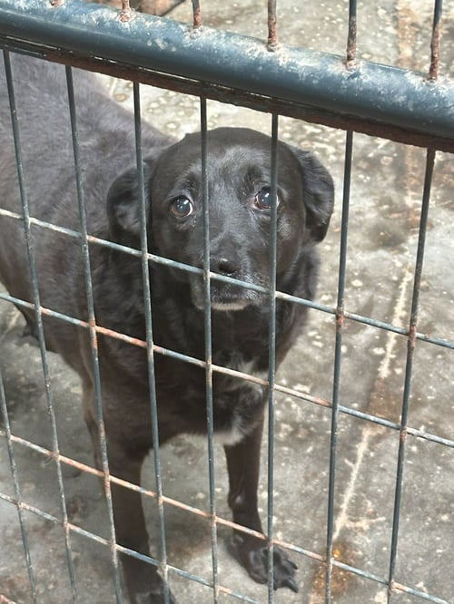 BELLA - Labrador Retriever available for adoption