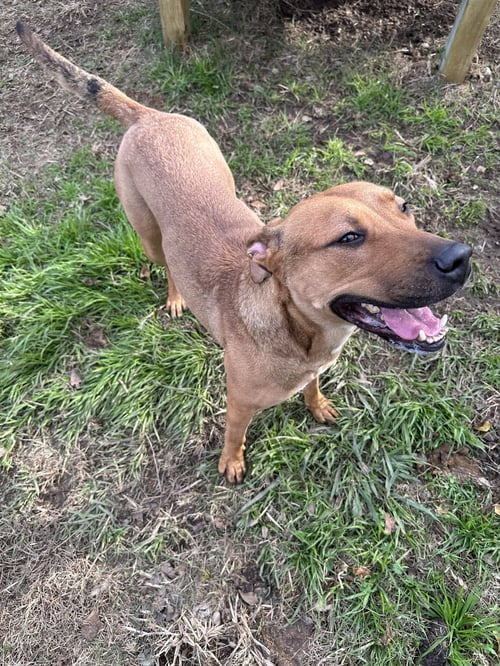 BRAHMA - Unknown available for adoption
