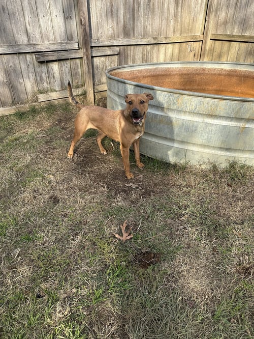 BRAHMA - Unknown available for adoption