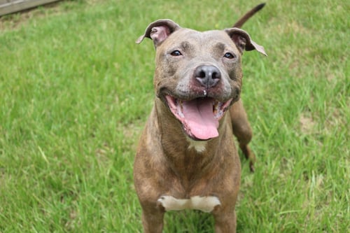 PRICILLA - American Staffordshire Terrier available for adoption