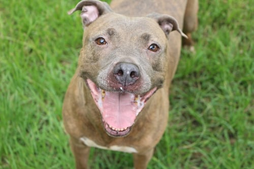 PRICILLA - American Staffordshire Terrier available for adoption