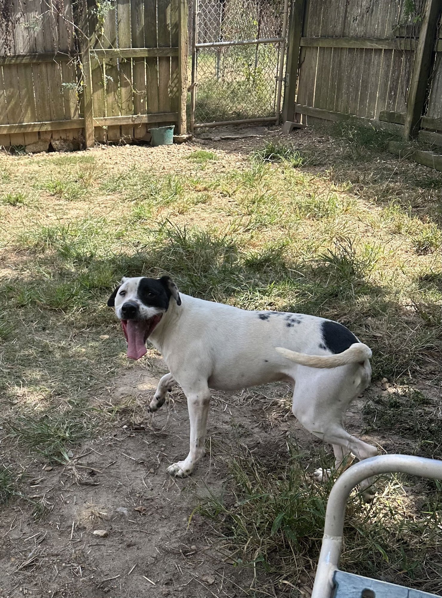 SCOTTY - Hound available for adoption