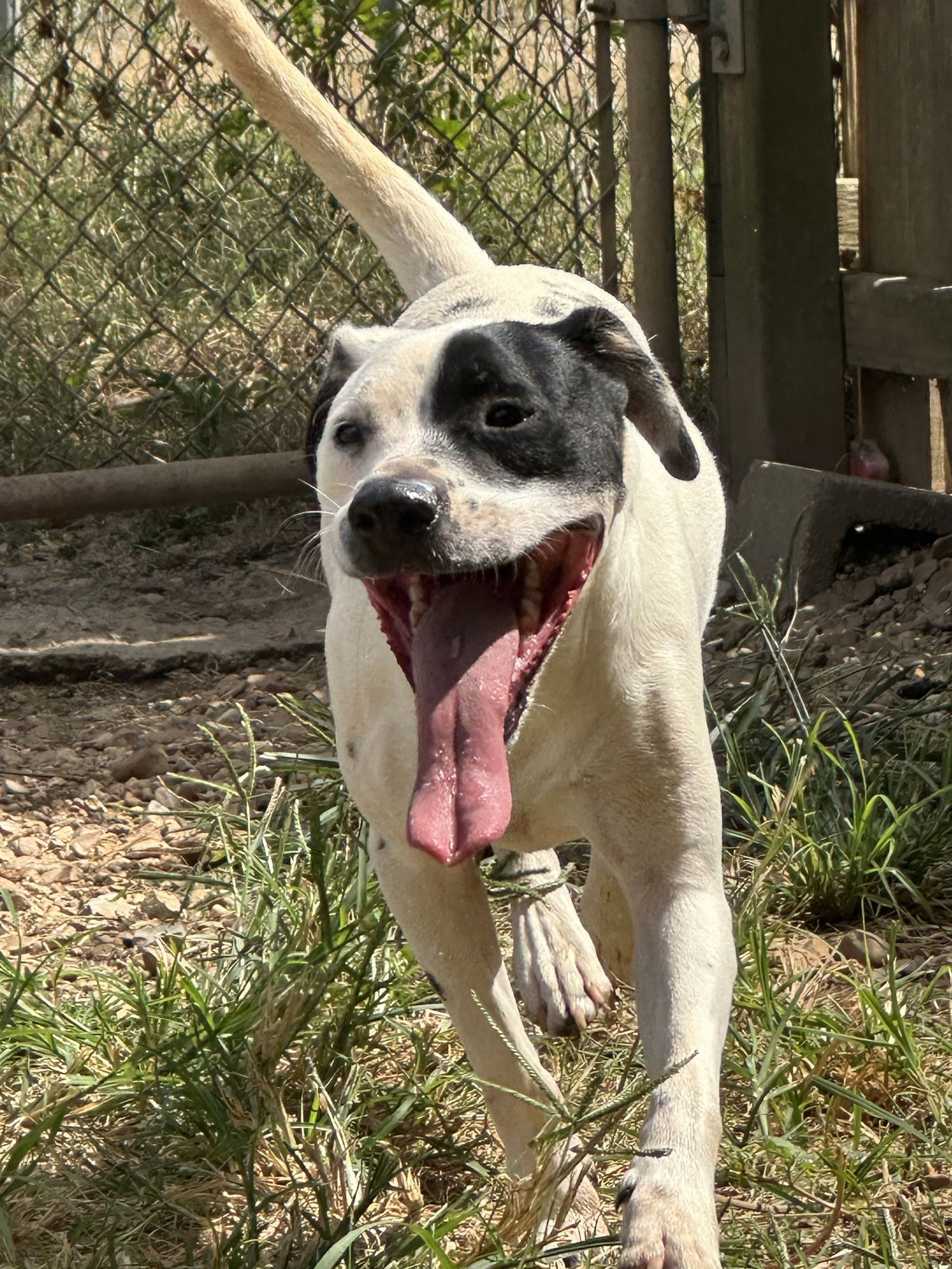 SCOTTY - Hound available for adoption