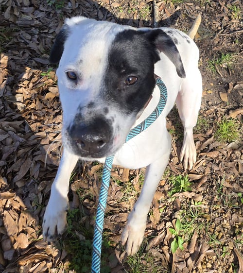 SCOTTY - Hound available for adoption