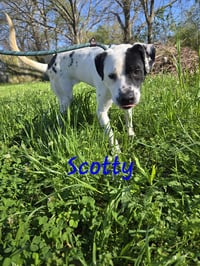 Scotty - Photo 2