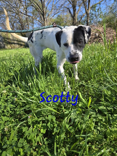 SCOTTY - Hound available for adoption