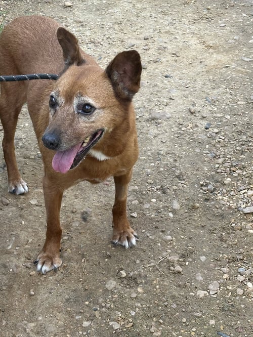 ELEANOR - Australian Kelpie / Australian Cattle Dog/Blue Heeler available for adoption