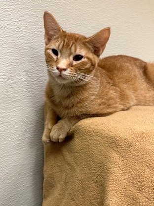 COUNTRY - Domestic Short Hair available for adoption