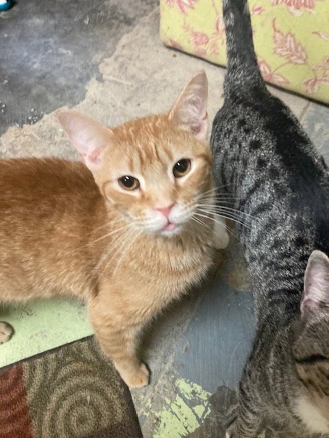 COUNTRY - Domestic Short Hair available for adoption
