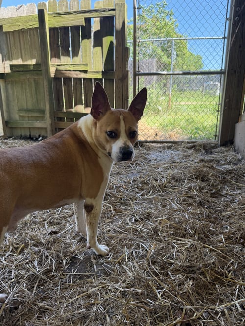 IKE - Terrier available for adoption