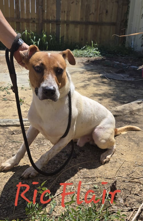 RIC FLAIR - Feist / American Staffordshire Terrier available for adoption