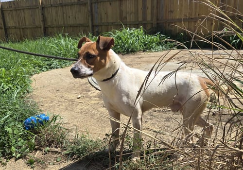 RIC FLAIR - Feist / American Staffordshire Terrier available for adoption