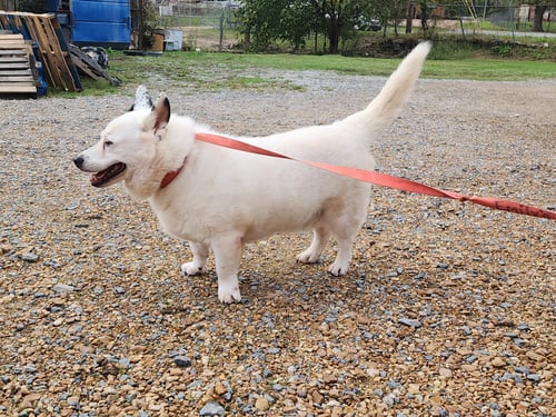MAX - Corgi / American Eskimo Dog available for adoption