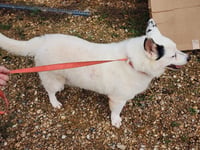 Max - Photo 2