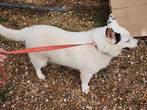 MAX - Corgi / American Eskimo Dog available for adoption