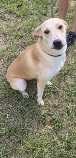 KAITLYN - Labrador Retriever / Terrier available for adoption